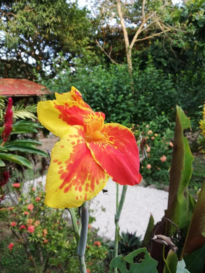 Mundo Goub'Art Bed and Breakfast Cabuya  Buitenkant foto